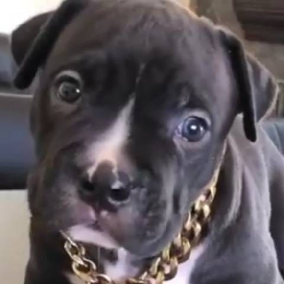 Meet your Posher, Bobbi - Picture 1 of 1